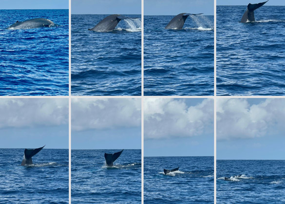 dolphin watching boat
